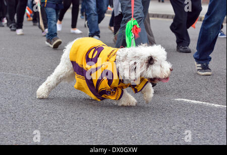 Manchester, Regno Unito 16 marzo 2014 un cane tira su il suo piombo come si cammina in parata dalla Irish Heritage Centre in North Manchester al centro della città e all'indietro. Il giorno di San Patrizio Parade, Manchester. Foto Stock