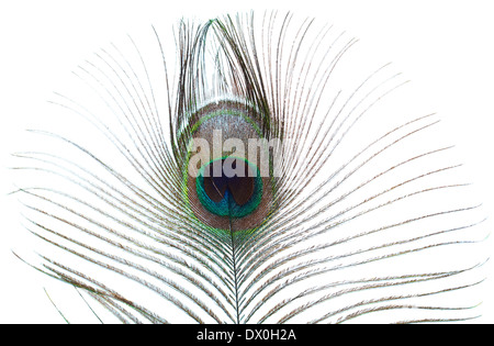 Peacock feather isolato su bianco Foto Stock