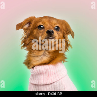 Close-up di un vestito-up Mixed-breed Chihuahua, 10 mesi, su sfondo bicolore Foto Stock