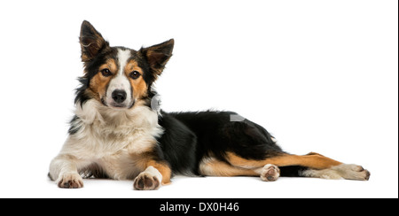 Border Collie sdraiato, guardando la telecamera, contro uno sfondo bianco Foto Stock