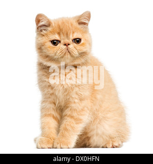 Exotic Shorthair kitten seduta, guardando la telecamera, 10 settimane di età, di fronte a uno sfondo bianco Foto Stock