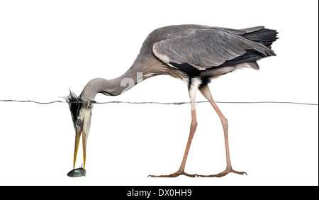 Vista laterale di un airone cenerino pescare un pesce sotto la linea di acqua, Ardea cinerea, contro uno sfondo bianco Foto Stock