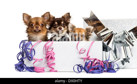 Gruppo di i Chihuahua in un presente scatola con streamers davanti a uno sfondo bianco Foto Stock