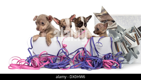 Gruppo di cuccioli di chihuahua in un presente scatola con streamers davanti a uno sfondo bianco Foto Stock