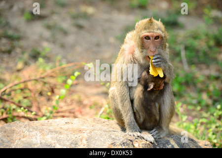 Monkey mom con piccolo bambino Foto Stock