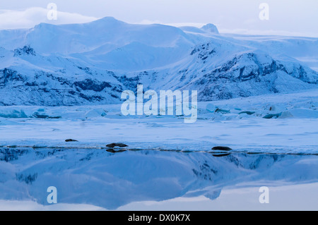 Guarnizioni di tenuta in prossimità della lingua del ghiacciaio Breidamerkurjokull e montagne si riflette nel gelido Jokulsarlon laguna glaciale in Islanda Foto Stock