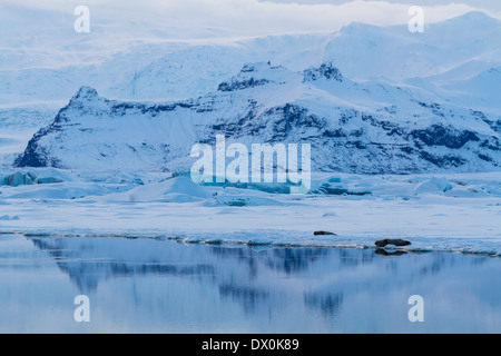 Guarnizioni di tenuta in prossimità della lingua del ghiacciaio Breidamerkurjokull e neve rivestiti montagne riflette in Jokulsarlon laguna glaciale in Islanda Foto Stock