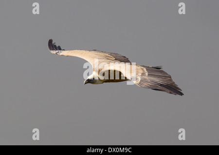 Grifone, Gänsegeier, Gyps fulvus, Monfragüe National Park, Spagna Estremadura, battenti adulto Foto Stock