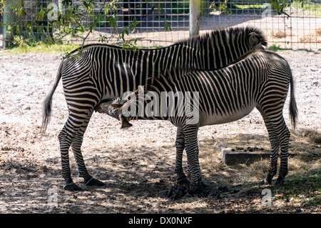 Grévy's zebre (Equus grevyi), dam e colt, noto anche come la zebra imperiale, è il più grande extant wild equide (Dolichohippus). Foto Stock