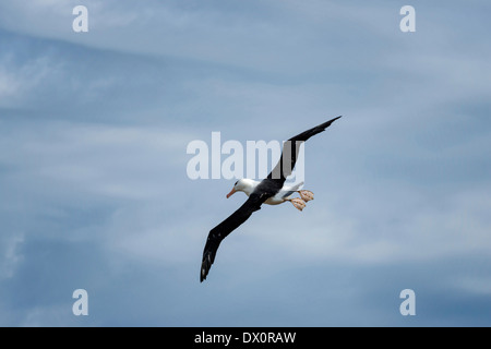 Nero-browed Albatross in volo Foto Stock