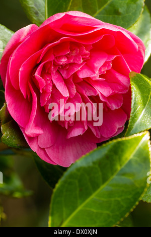 Unica fioritura della peonia centrato Camellia x williamsii 'Anticipazione' Foto Stock