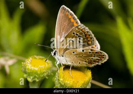 Comune Femmina blue butterfly, Polyommatus icarus, alimentando su henbane Foto Stock
