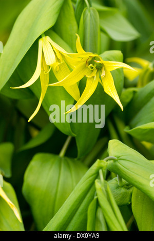 In prossimità di fiori di Uvularia grandiflora Foto Stock
