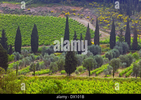 Montalcino Foto Stock