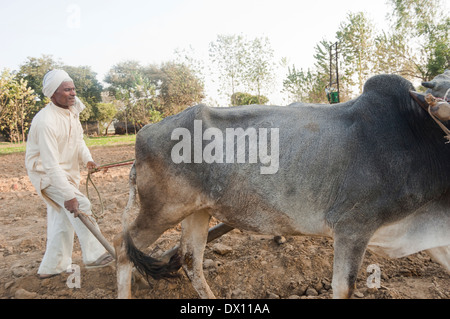 L'agricoltore indiano permanente di lavoro in fattoria Foto Stock