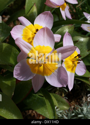 Candia Tulip, Tulipa saxatilis, liliacee, Creta e la Turchia, Europa Foto Stock