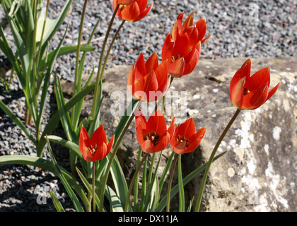 Specie Tulip, Tulipa whittallii, liliacee. La Turchia. Foto Stock