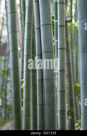 Gli alberi di bambù in Tokyo, Giappone Foto Stock