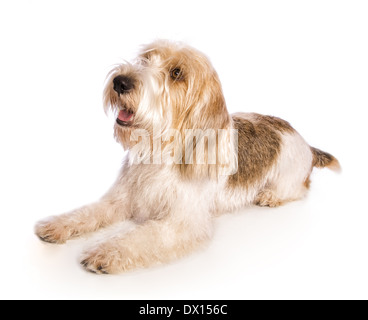 Petit basset griffon vendeen cane sdraiato guardando in alto isolato su sfondo bianco Foto Stock