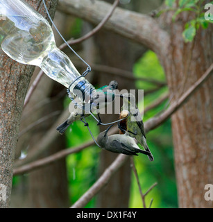 Minor doppio Sunbirds a collare o sud a doppio collare (Sunbirds Cinnyris chalybeus) appollaiato su nectar alimentatore in giardino. Foto Stock