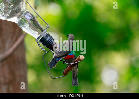 Minor doppio Sunbirds a collare o sud a doppio collare (Sunbirds Cinnyris chalybeus) appollaiato su nectar alimentatore in giardino. Foto Stock