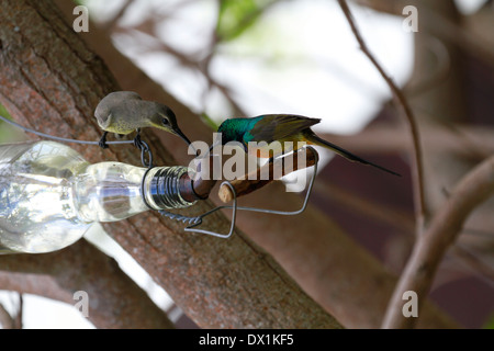 Orange-breasted Sunbird (Anthobaphes violacea) e Capo Sugarbird (Promerops cafer) bere da nettare alimentatore . Foto Stock