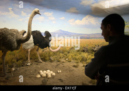 Il Museo Americano di Storia Naturale. Central Park West e 79th Street. Ci sono scene di orso grizzly di habitat in Alaska Foto Stock