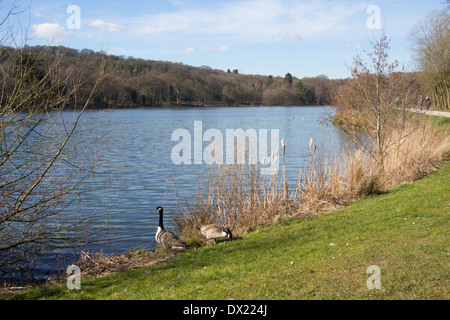 Trentham Gardens, Stoke in Trent, Staffordshire, Inghilterra. Foto Stock