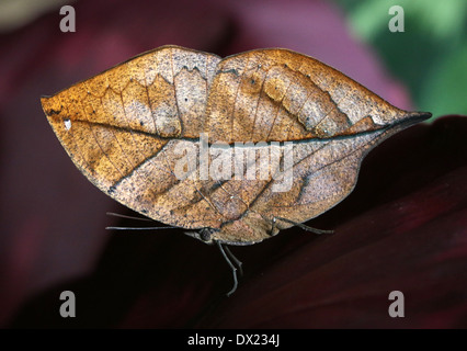 Oakleaf arancione o foglia morta Butterfly (Kallima inachus) con ante chiuse Foto Stock