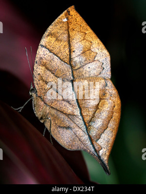 Orange Oakleaf indiano o foglia morta Butterfly (Kallima inachus) con ante chiuse Foto Stock