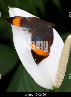 Orange Oakleaf indiano o foglia morta Butterfly (Kallima inachus) con ali aperte su un fiore tropicale Foto Stock