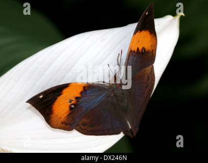 Orange Oakleaf indiano o foglia morta Butterfly (Kallima inachus) con ali aperte su un fiore tropicale Foto Stock