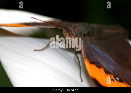 Orange Oakleaf indiano o foglia morta Butterfly (Kallima inachus) con ali aperte su un fiore tropicale Foto Stock