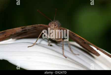 Oakleaf arancione o foglia morta Butterfly (Kallima inachus) con ali aperte Foto Stock