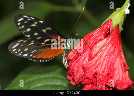 Tiger Longwing, Hecale Longwing o Golden Longwing butterfly (Heliconius hecale) foraggio su un rosso fiore tropicale Foto Stock