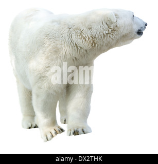 La figura di un orso polare. Isolamento su sfondo bianco Foto Stock