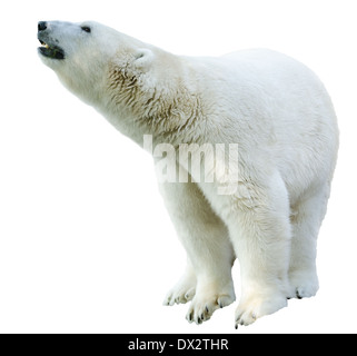 La figura di un orso polare. Isolamento su sfondo bianco Foto Stock