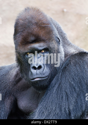 Ritratto di un western di pianura Gorilla Silverback Foto Stock
