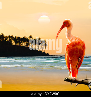 Scarlet Ibis uccello appollaiato sul ramo Foto Stock