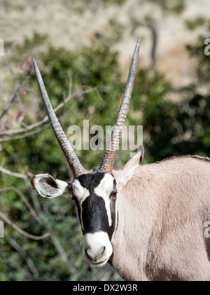 Close up Scimitar cornuto Oryx Foto Stock