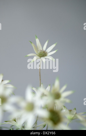 Australian Flannel flower Actinotus helianthi Foto Stock