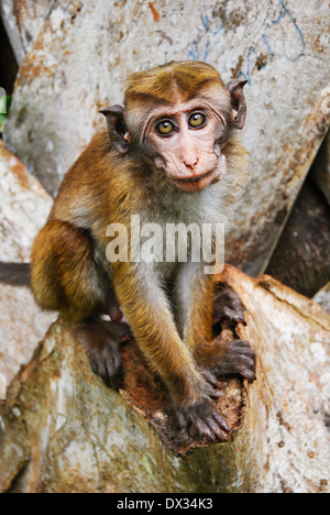 Ritratto di malinconia scimmia con grandi occhi tristi a Sigiriya, Sri Lanka Foto Stock