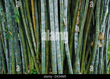 Canne di bambù gigante nella Royal Botanical Gardens, Kandy, Sri Lanka Foto Stock