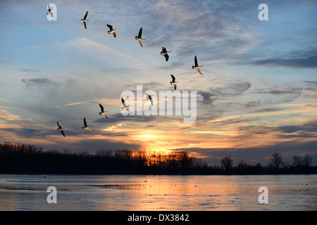 Gruppo di oche canadesi battenti i V formazione oltre il lago ghiacciato Foto Stock