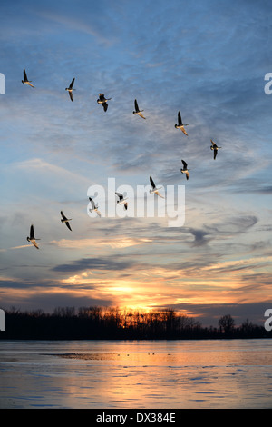 Gruppo di oche canadesi battenti i V formazione oltre il lago ghiacciato Foto Stock