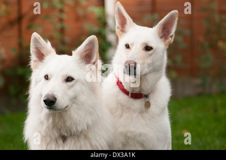 Bianco pastore tedesco Foto Stock