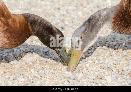 2 domestico Runner indiano anatre di mangiare da terra in primavera nel West Sussex, in Inghilterra, Regno Unito. Foto Stock