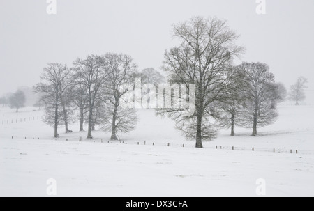 Terreni coltivati sotto la neve, querce, campagna del nord Mayenne (dipartimento Mayenne, Pays de la Loire, in Francia, in Europa). Foto Stock