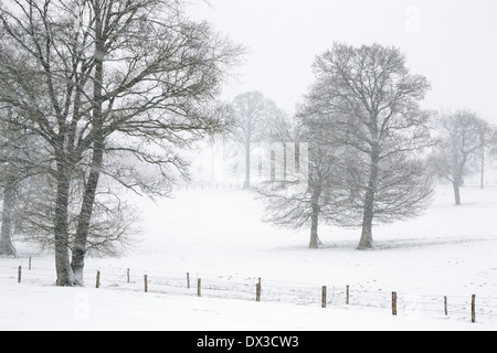 Terreni coltivati sotto la neve, querce, campagna del nord Mayenne (dipartimento Mayenne, Pays de la Loire, in Francia, in Europa). Foto Stock