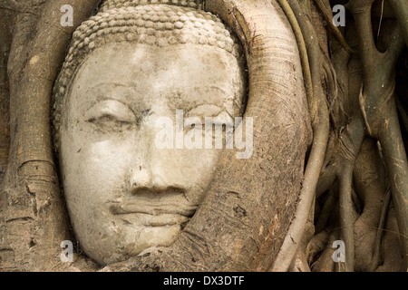 Testa di Buddha circondato da root, Wat Wat Maha That o il "Monastero del grande reliquia", Ayutthaya, Thailandia Foto Stock